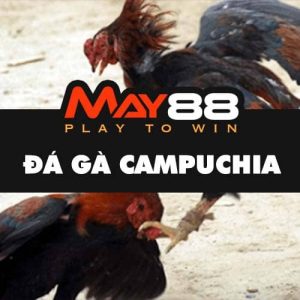 Giới thiệu đá gà Campuchia tại May88